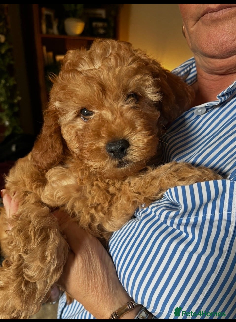Cavapoo dogs F1B Cavapoos  3 girls left  - Advert 14