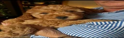 Cavapoo dogs for sale: F1B Cavapoos  3 girls left  - Advert 1