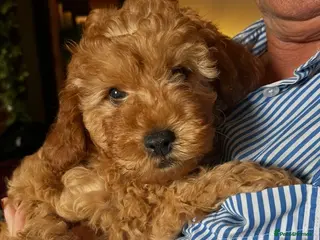 Cavapoo dogs F1B Cavapoos 3 girls left - Advert 14