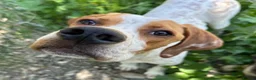 Pointer dogs for adoption: Remi (English Pointer) in Bedford - Advert 8