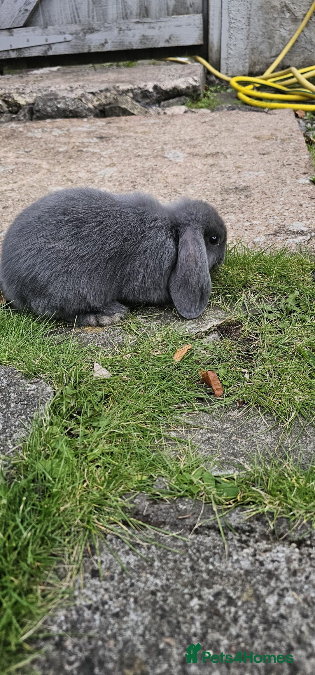 Mini Lion Lop rabbits for sale: Mini lop - Image 10