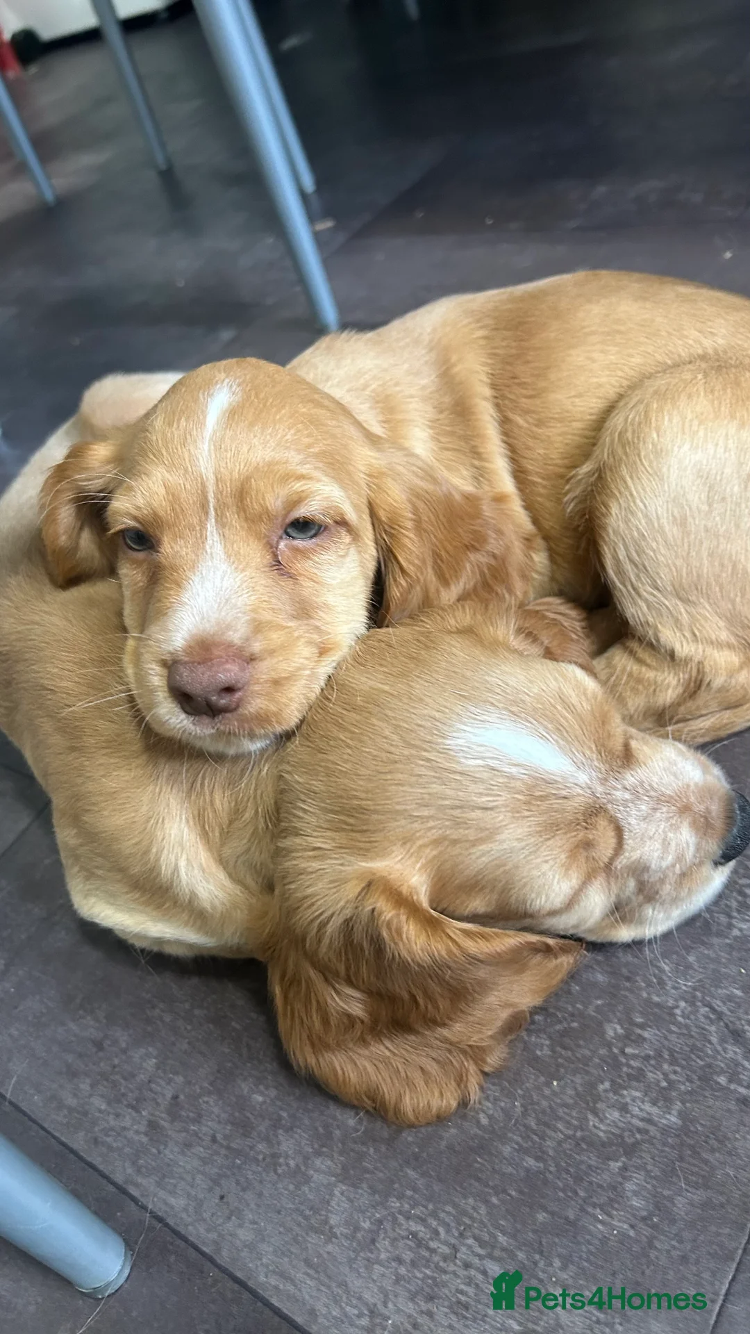 Cocker Spaniel dogs for sale: Cocker spaniel  - Advert 2