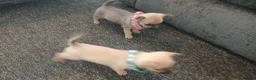 Chihuahua dogs for sale: Beautiful  chihuahua  puppies  - Advert 12