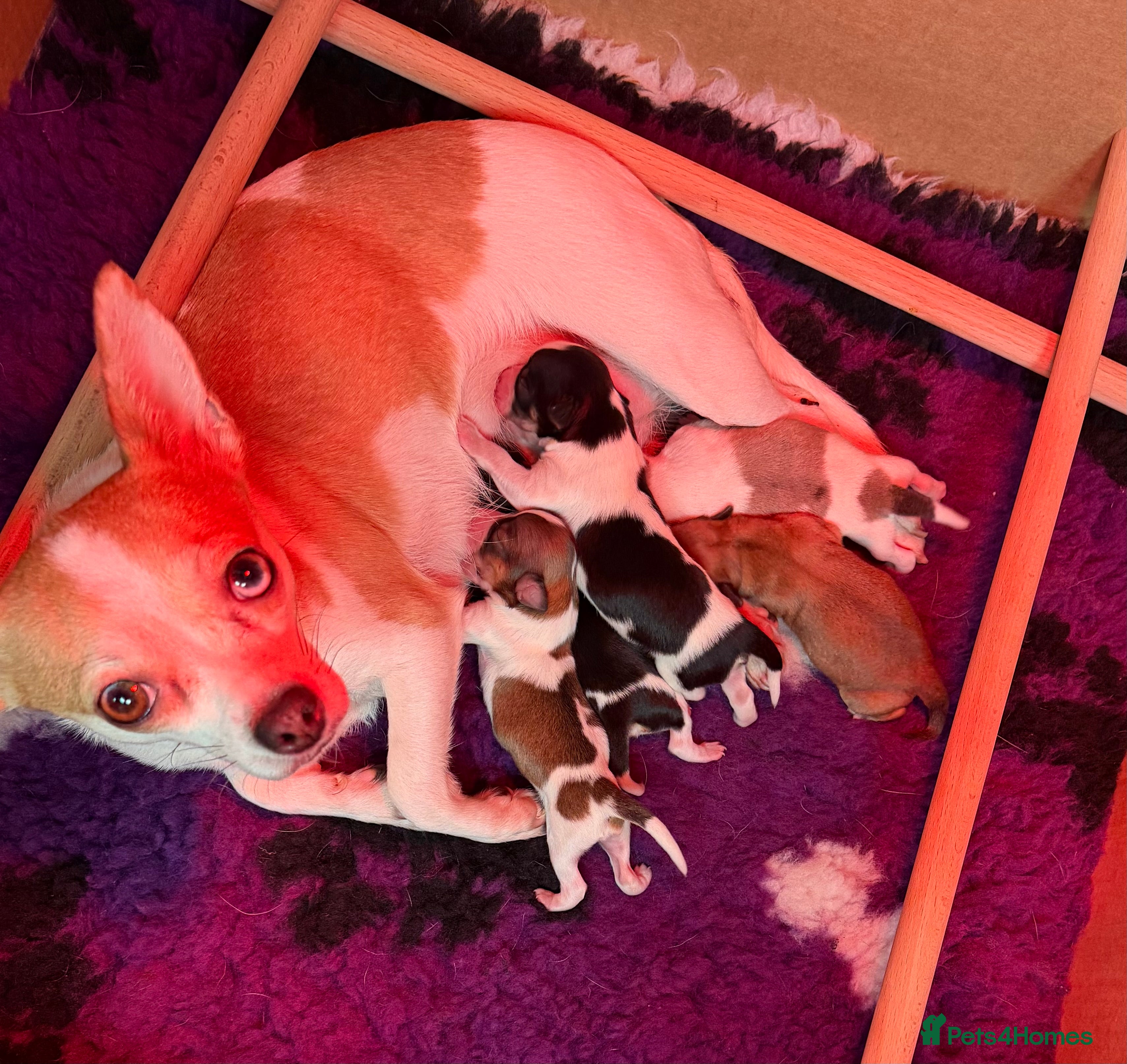 Chihuahua dogs Chihuahua pups looking for there home  - Advert 2