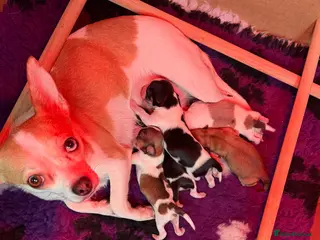 Chihuahua dogs Chihuahua pups looking for there home - Advert 2