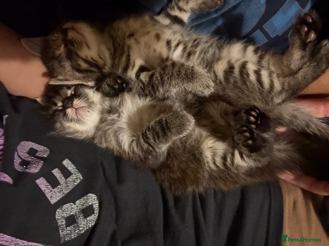 Siberian cats for sale: Beautiful mixed Siberian kittens - Image 3