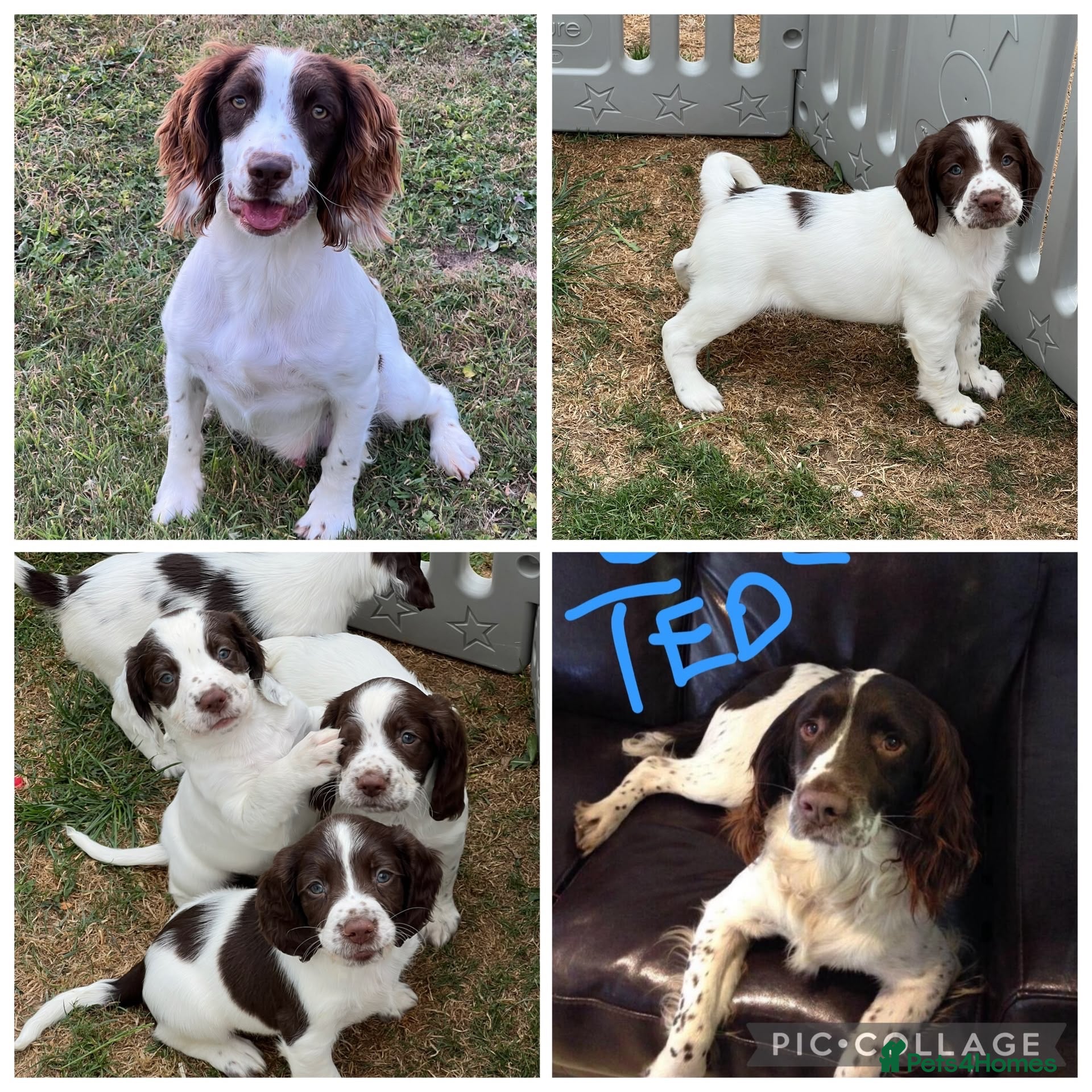 English Springer Spaniel dogs HEALTH TESTED QUALITY ENGLISH SPRINGER SPANIELS  - Advert 1