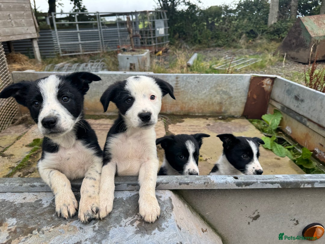 Border Collie dogs for sale: 3 males left .. female now sold! - Image 35