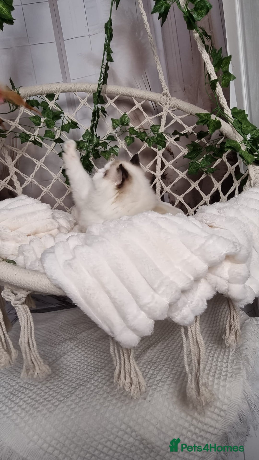 Ragdoll cats for sale: Exceptional Tica Registered Ragdoll Kittens - Advert 31