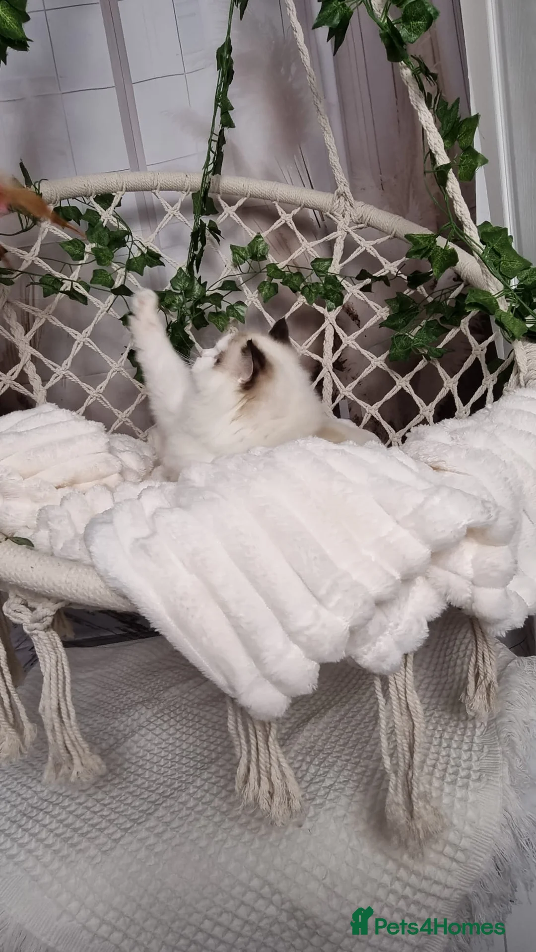Ragdoll cats for sale: Exceptional Tica Registered Ragdoll Kittens - Advert 30