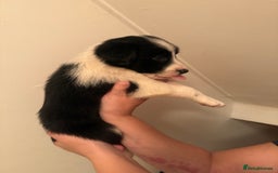 Border Collie dogs for sale: Border collie pups - Image 13