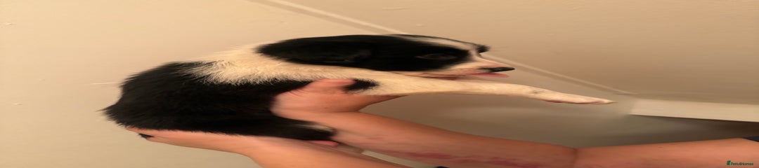 Border Collie Puppy 3