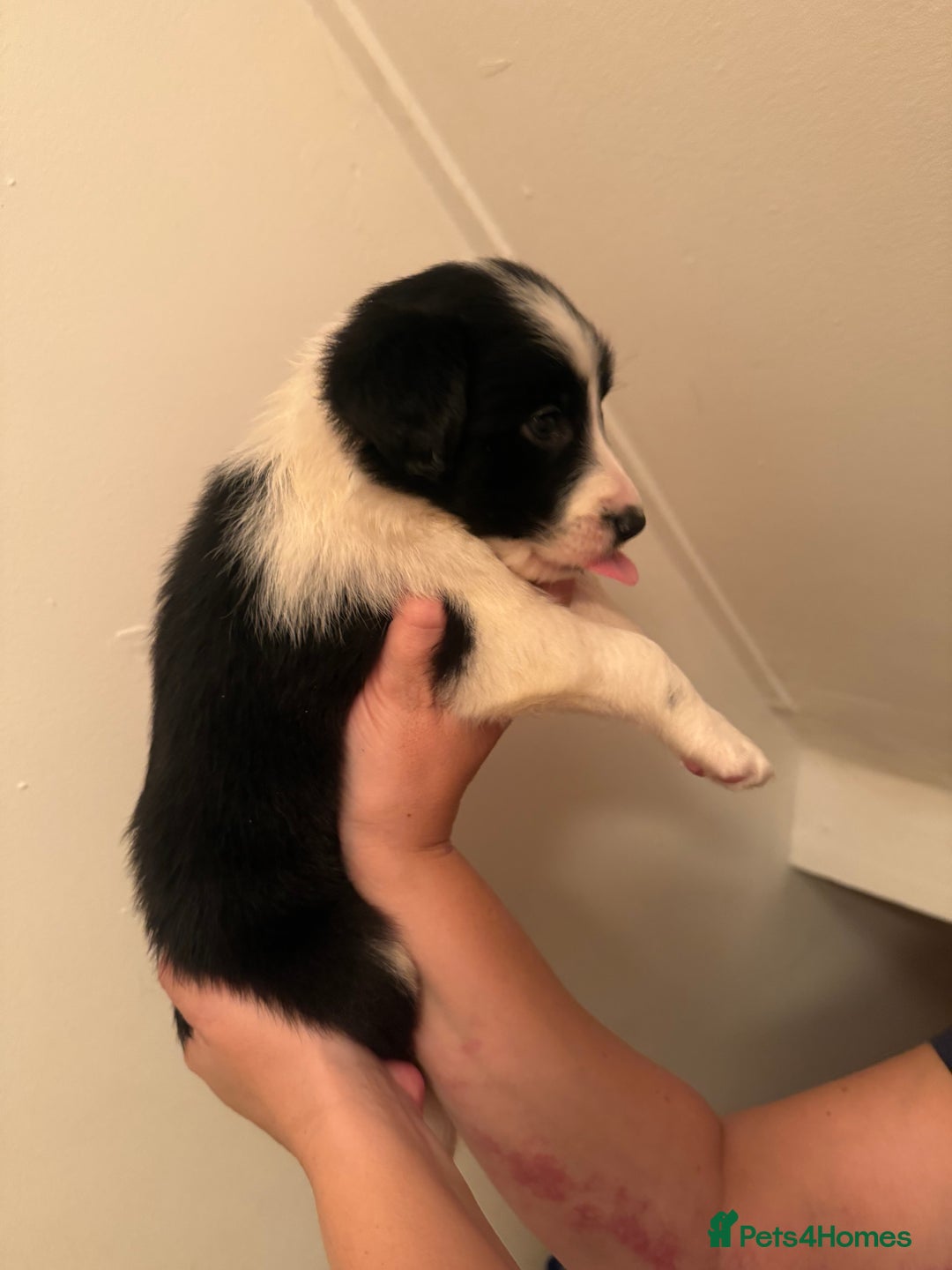 Border Collie dogs for sale: Border collie pups - Image 13
