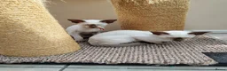 Oriental cats for sale: Oriental Chocolate & Chocolate points. GCCF - Advert 9
