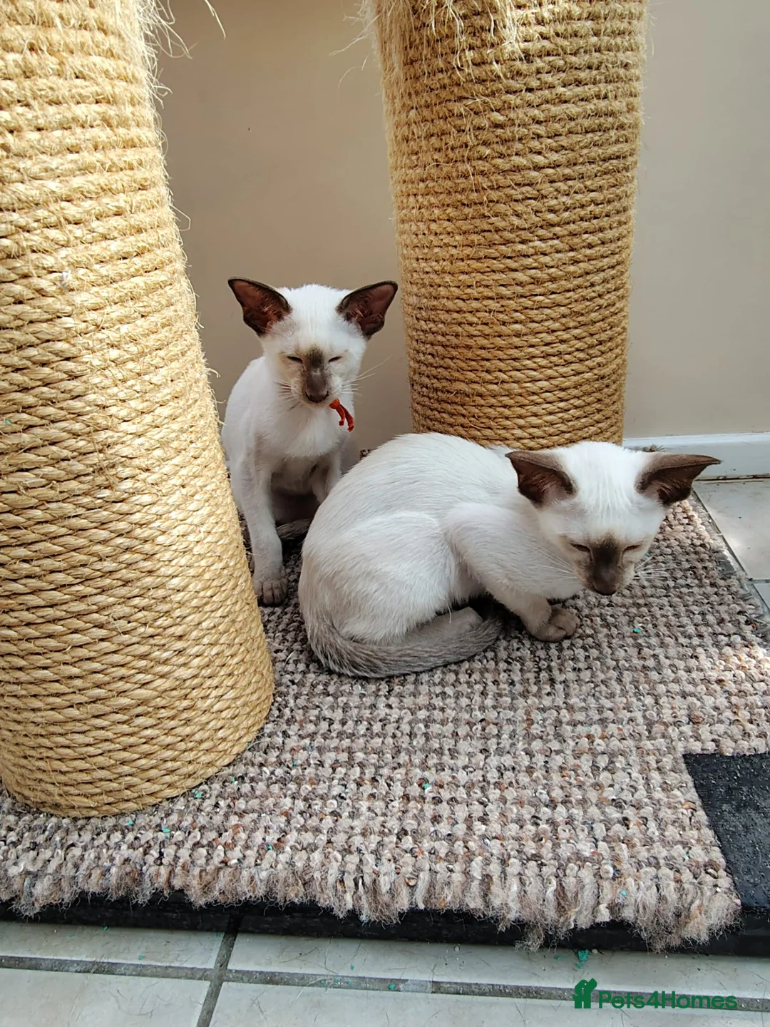 Oriental cats for sale: Oriental Chocolate & Chocolate points. GCCF - Advert 10