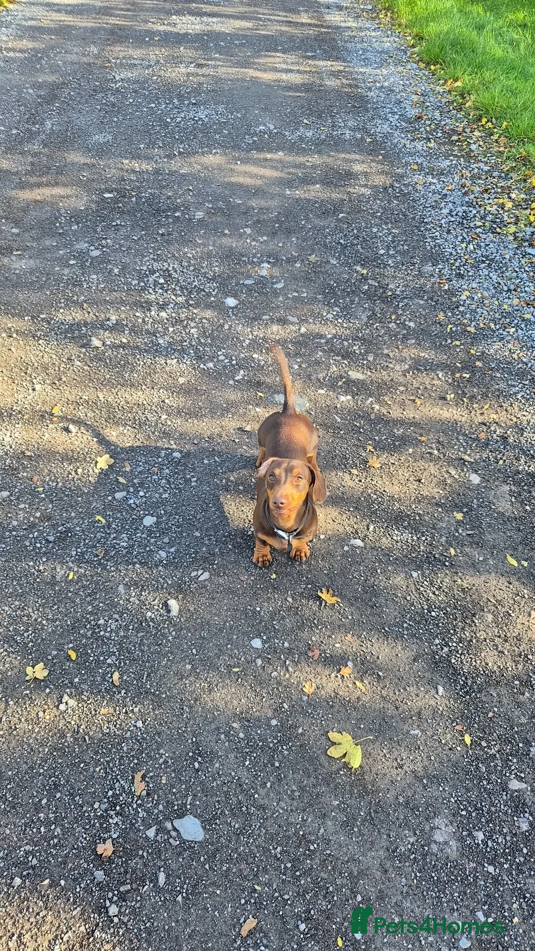 Miniature Dachshund dogs for stud: STUD available  - Advert 5