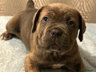 Cane Corso dogs 🐾 Stunning Cane Corso Puppies Available! 🐾 - Advert 6