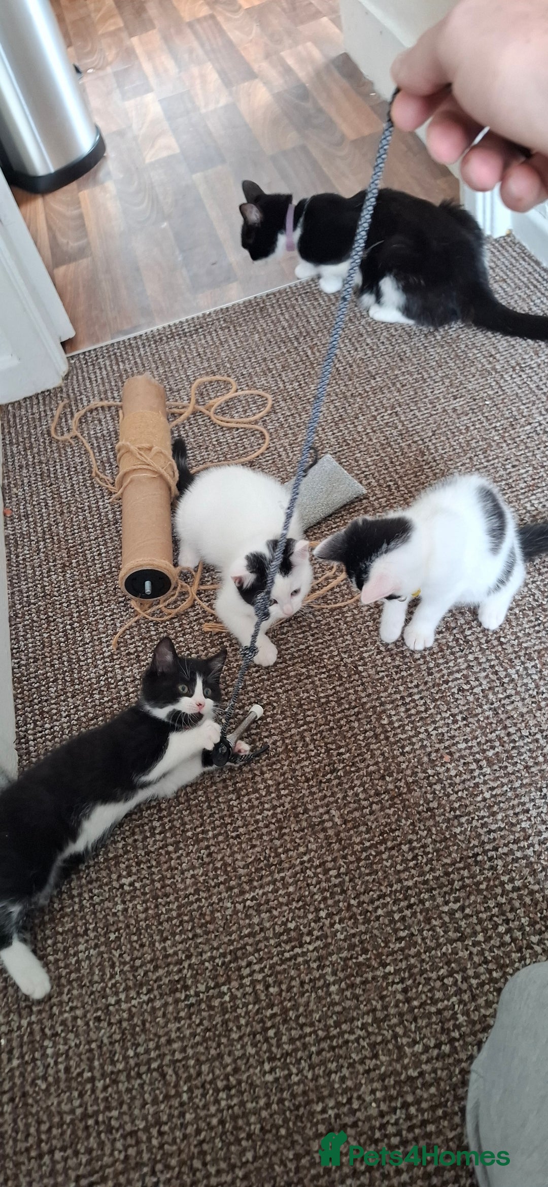 Mixed Breed cats for sale: Cute Furry Friends Ready to find new home. - Image 7