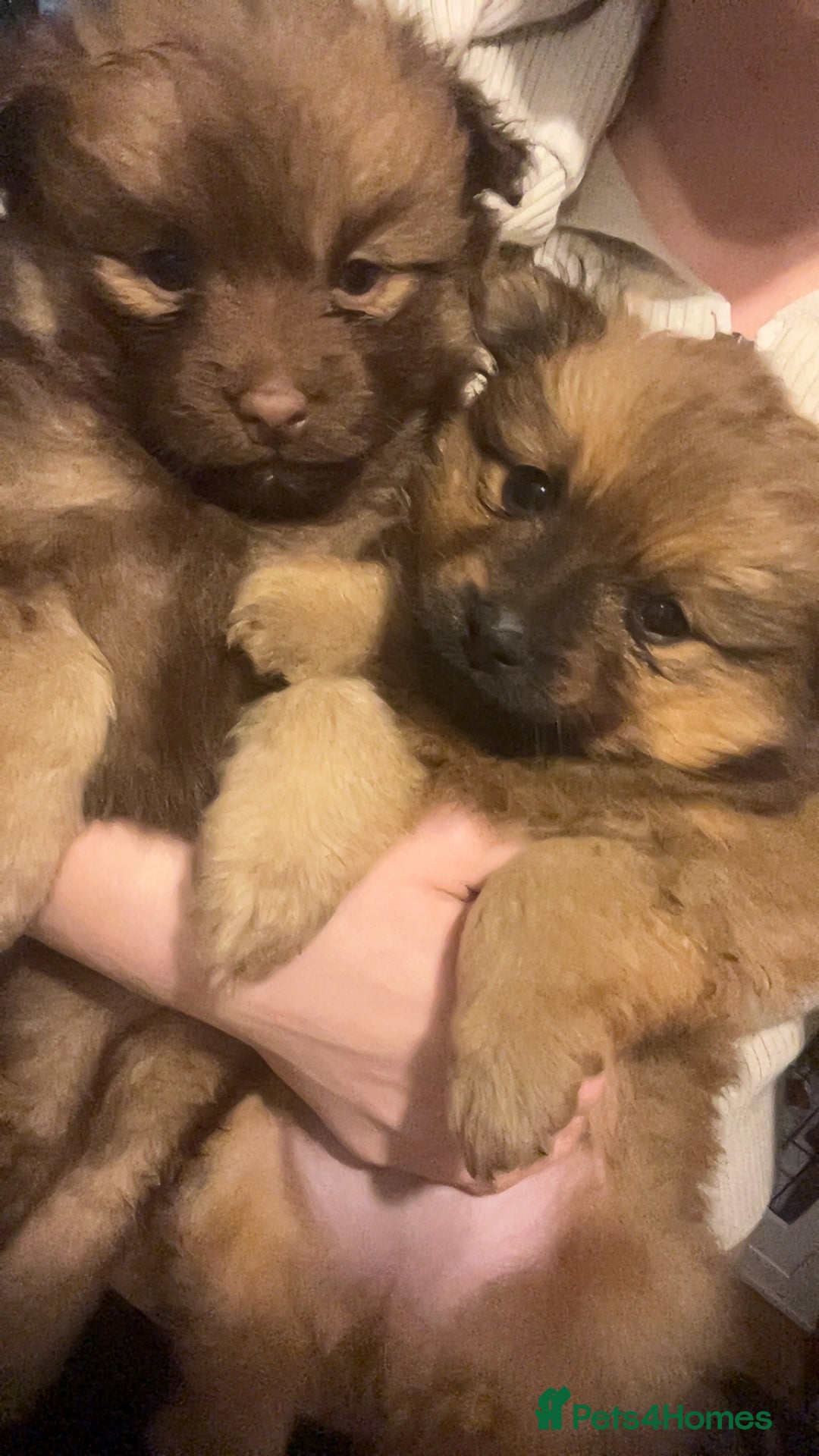 Pomchi dogs for sale: Pomeranian x pomchi puppys - Advert 5