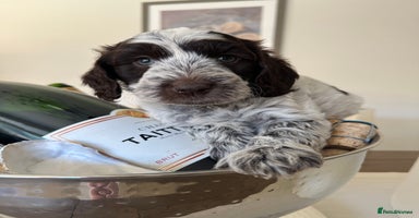 Cockapoo dogs - Advert 16