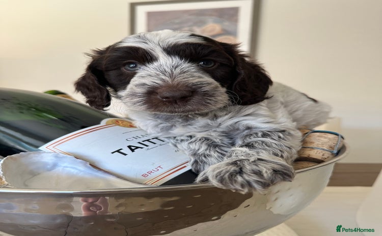 Cockapoo dogs - Advert 9