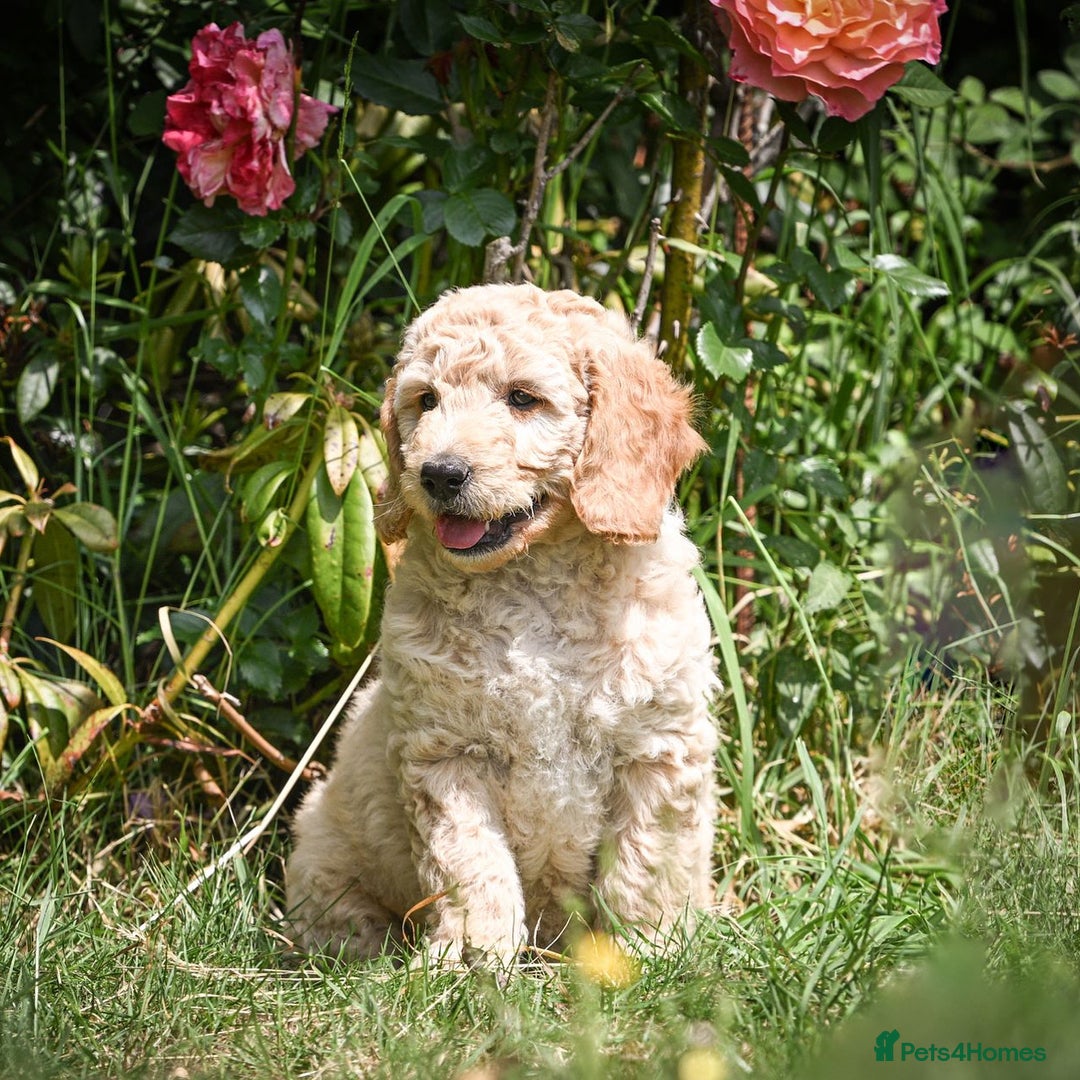 Mini Goldendoodle dogs for sale: Amazing GOLDENDOODLES  - Image 14