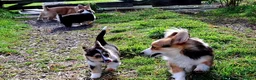 Welsh Corgi Pembroke dogs for sale: 1 boy 1 girl KC Pembroke Corgis  - Advert 3