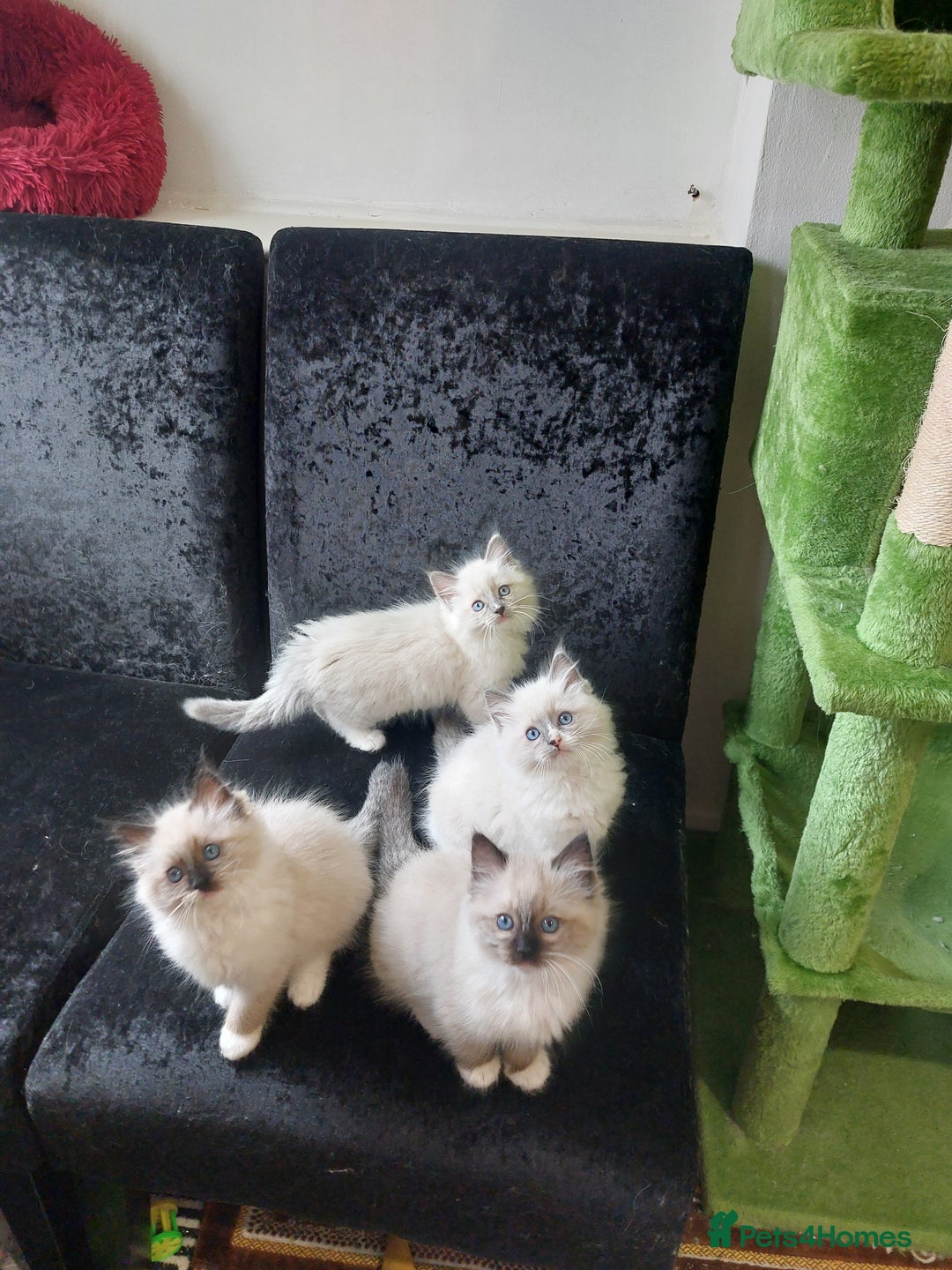Ragdoll cats for sale: Beautiful and adorable rag dolls. 🐱🐱🐱🐱 - Image 12