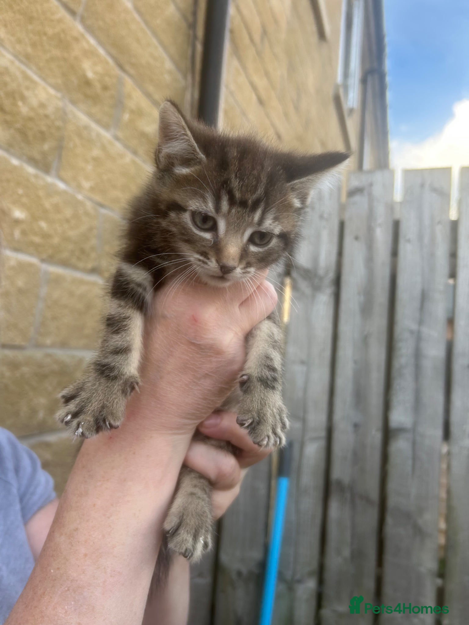 Mixed Breed cats Male kitten  - Advert 5