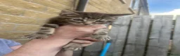 Mixed Breed cats for sale: Male kitten  - Advert 2