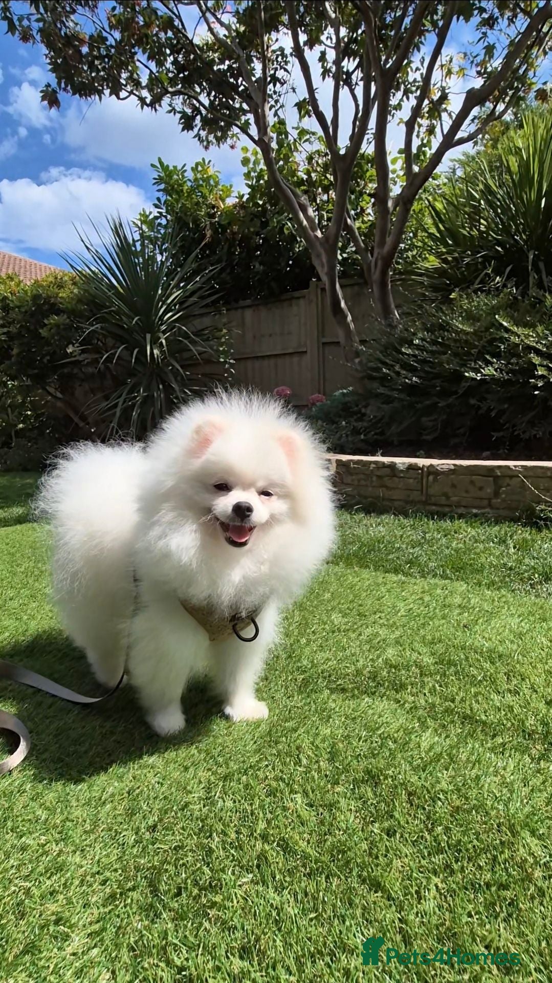 Pomeranian dogs Quality White Pomeranian Boy Puppy - Advert 1