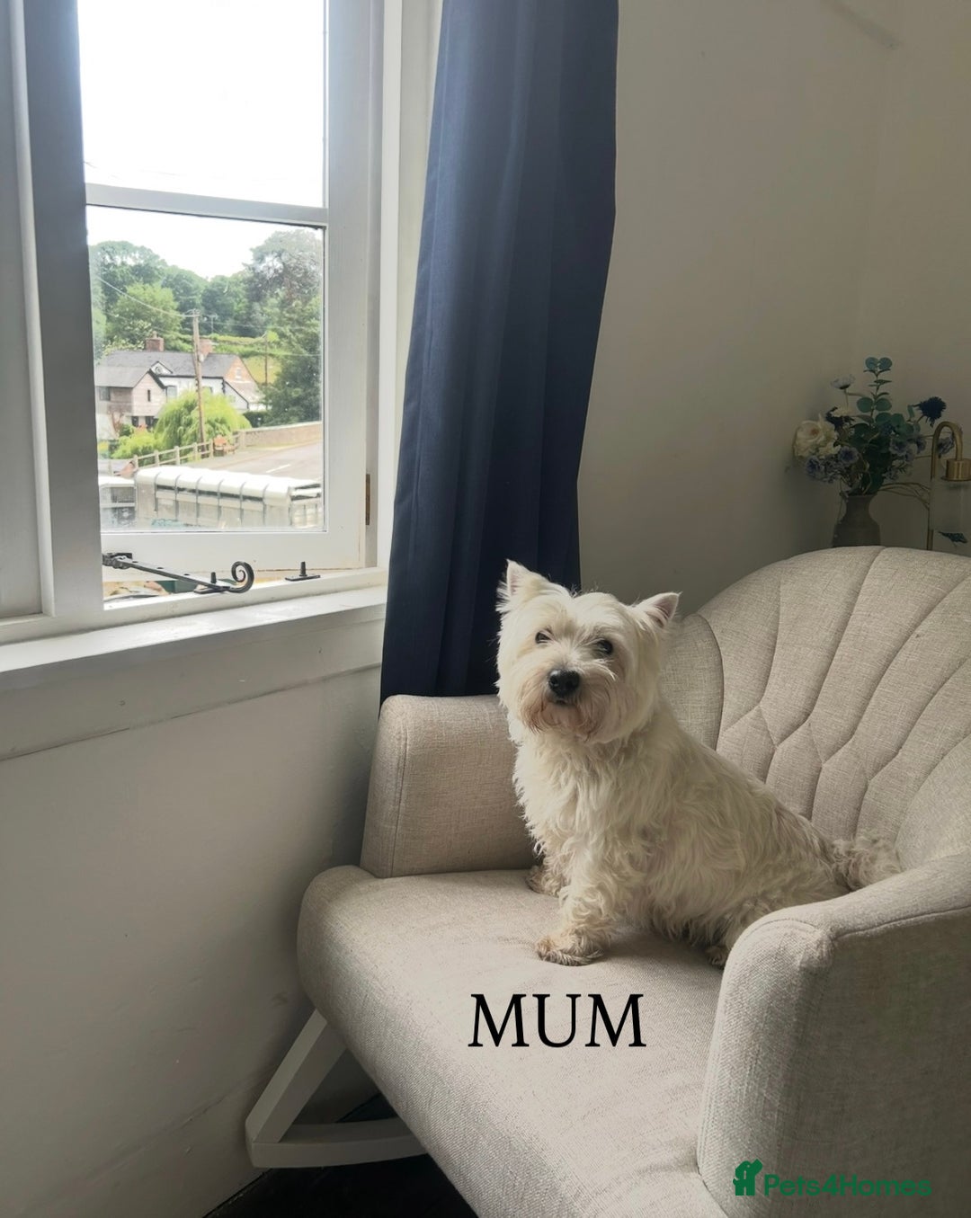 West Highland Terrier dogs for sale: BEAUTIFUL KC WESTIE PUPPIES - Advert 11