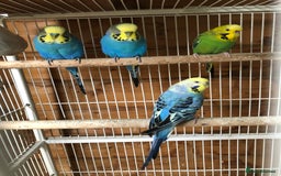 Budgerigars birds for sale: Adult budgies  - Image 4