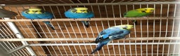 Budgerigars birds for sale: Adult budgies  - Advert 3