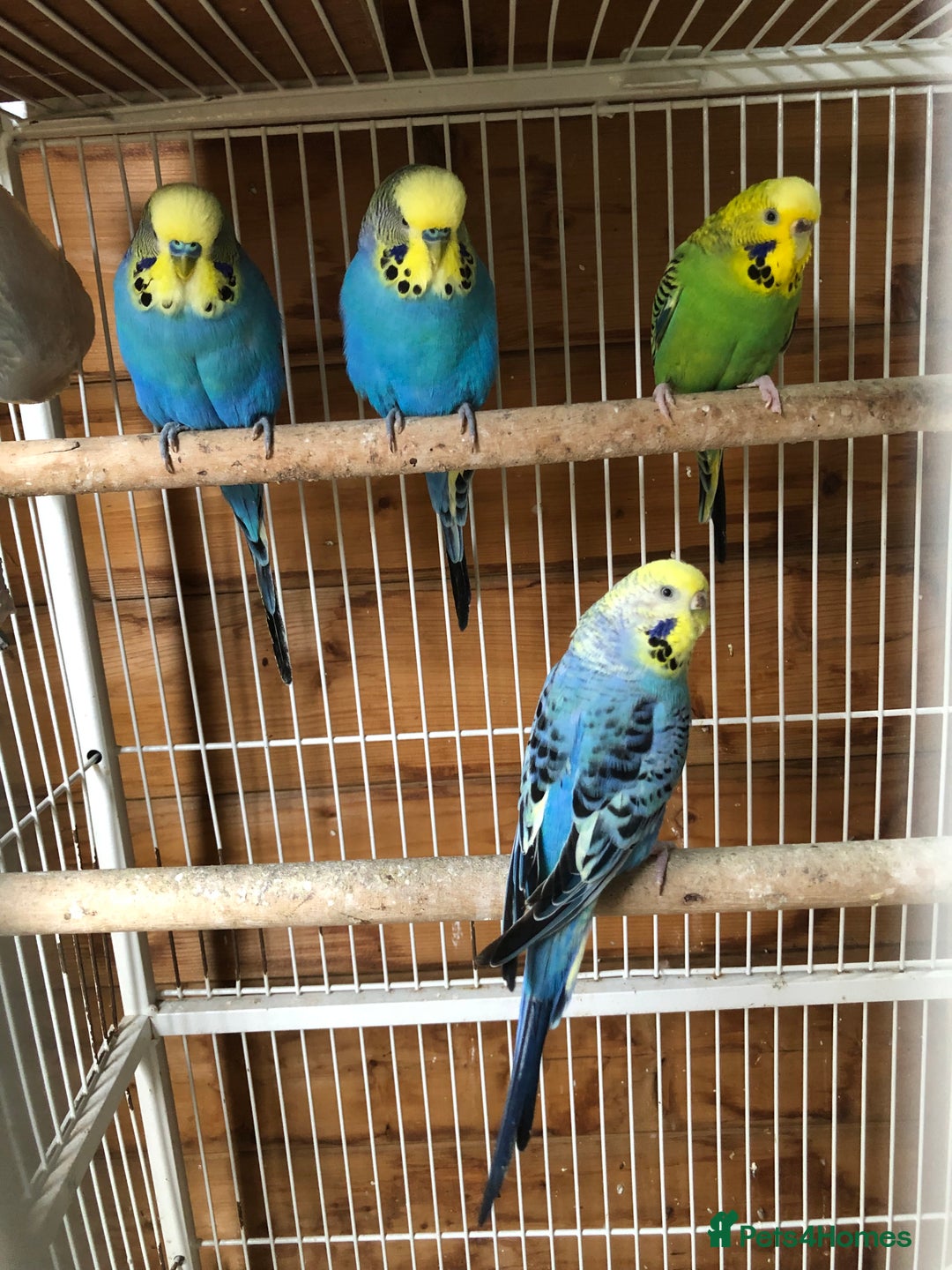 Budgerigars birds for sale: Adult budgies  - Image 4