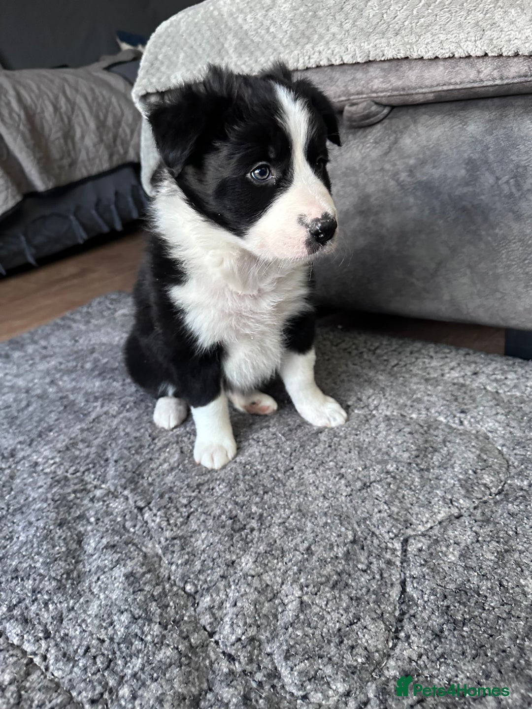 Border Collie dogs for sale: Border collies for sale - Advert 9