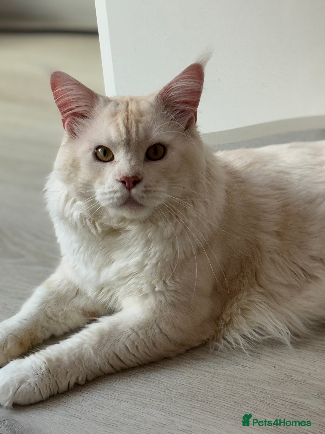 Maine Coon cats for sale: Stunning Maine Coon boy registered with GCCF - Image 6