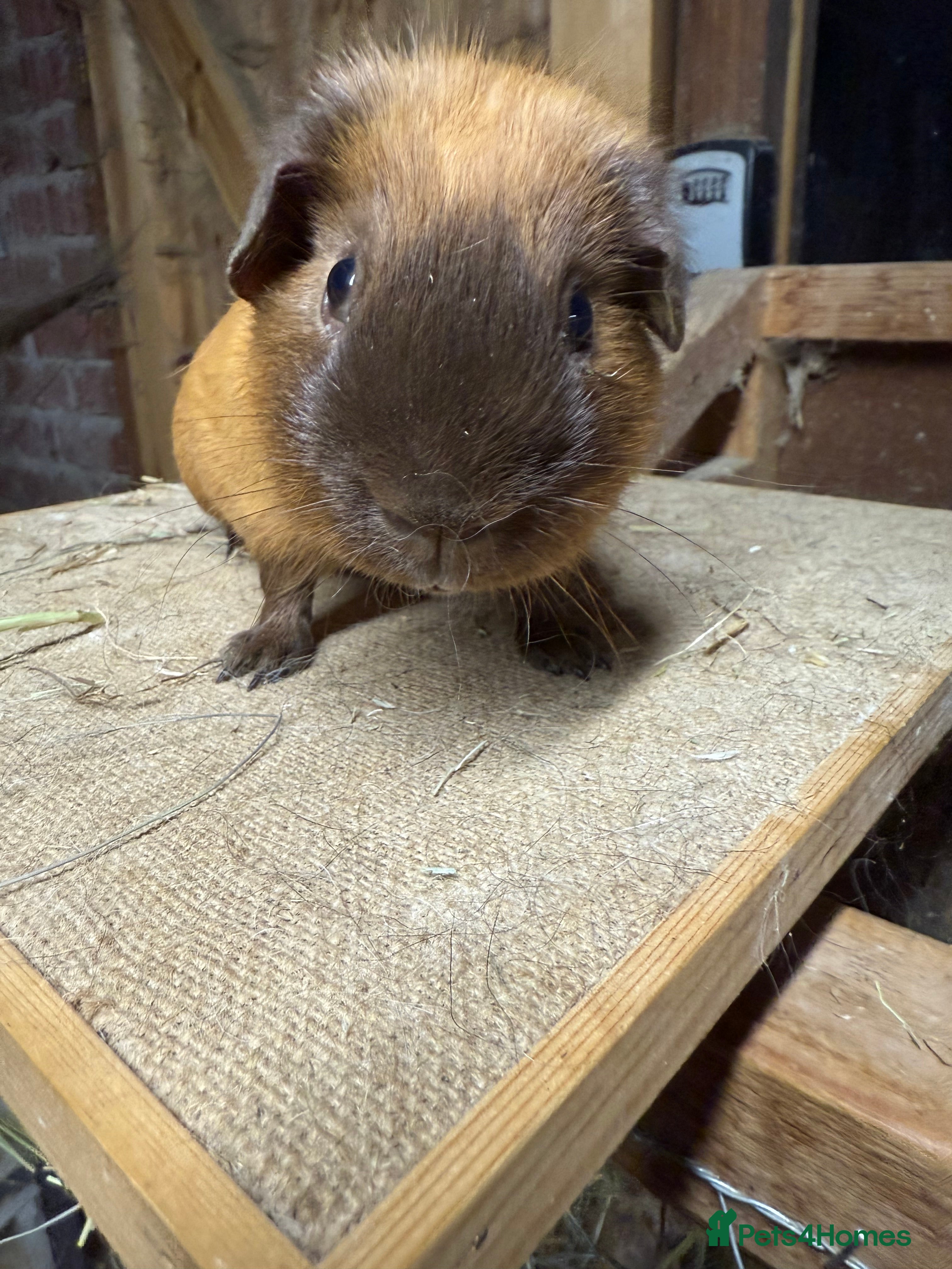 Guinea Pig rodents Pure bred California & Swiss guineapigs  - Advert 6