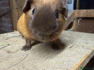 Guinea Pig rodents Pure bred California & Swiss guineapigs - Advert 6