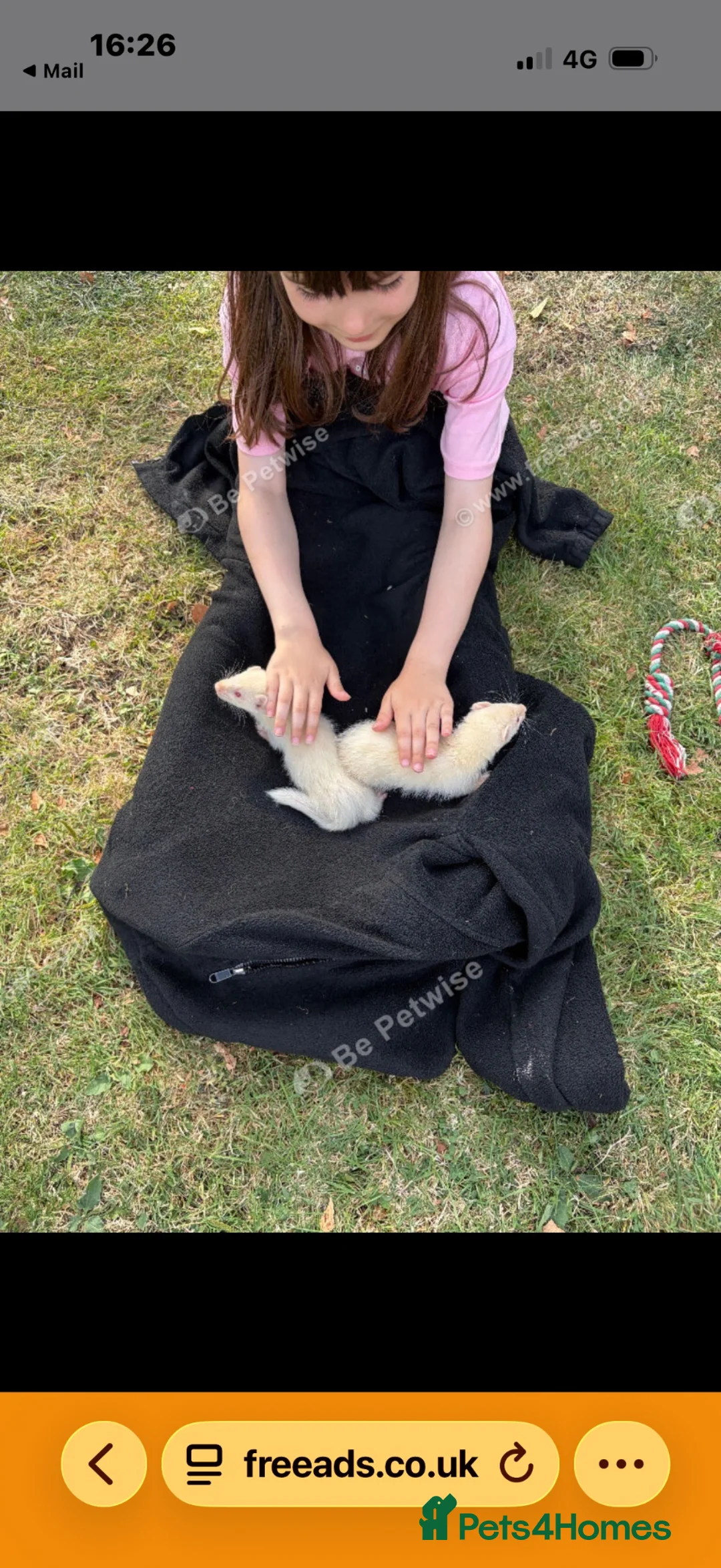 Ferret rodents for sale: White ferrets - ready to go in Wells - Advert 5