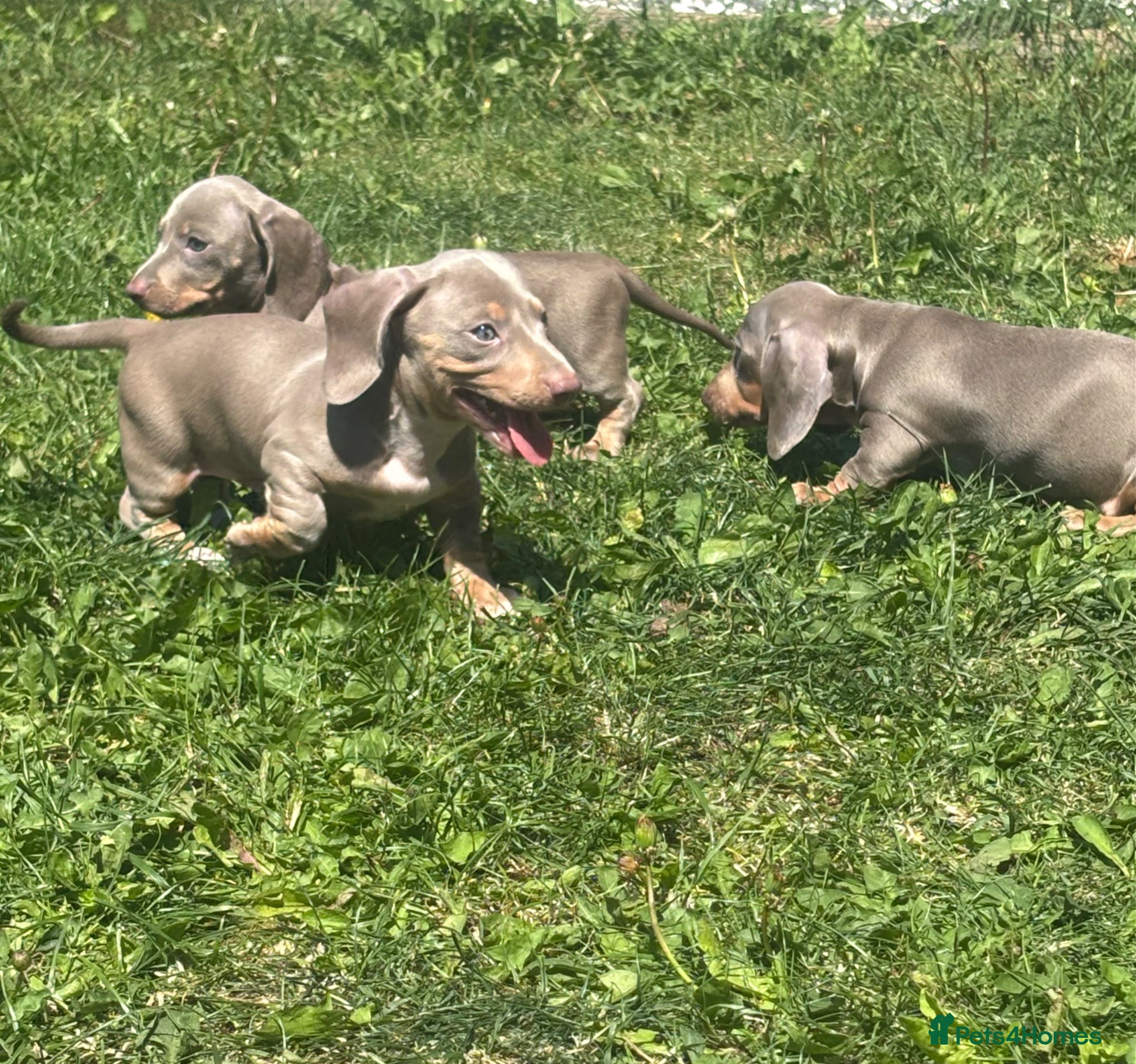 Miniature Dachshund dogs Miniature dachshund puppies lilac Isabella dapple - Advert 12