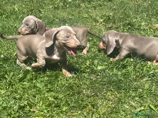 Miniature Dachshund dogs Miniature dachshund puppies lilac Isabella dapple - Advert 12