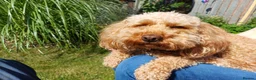Cavapoo dogs for sale: Beautiful Cavapoo Puppies in Darlington - Advert 14