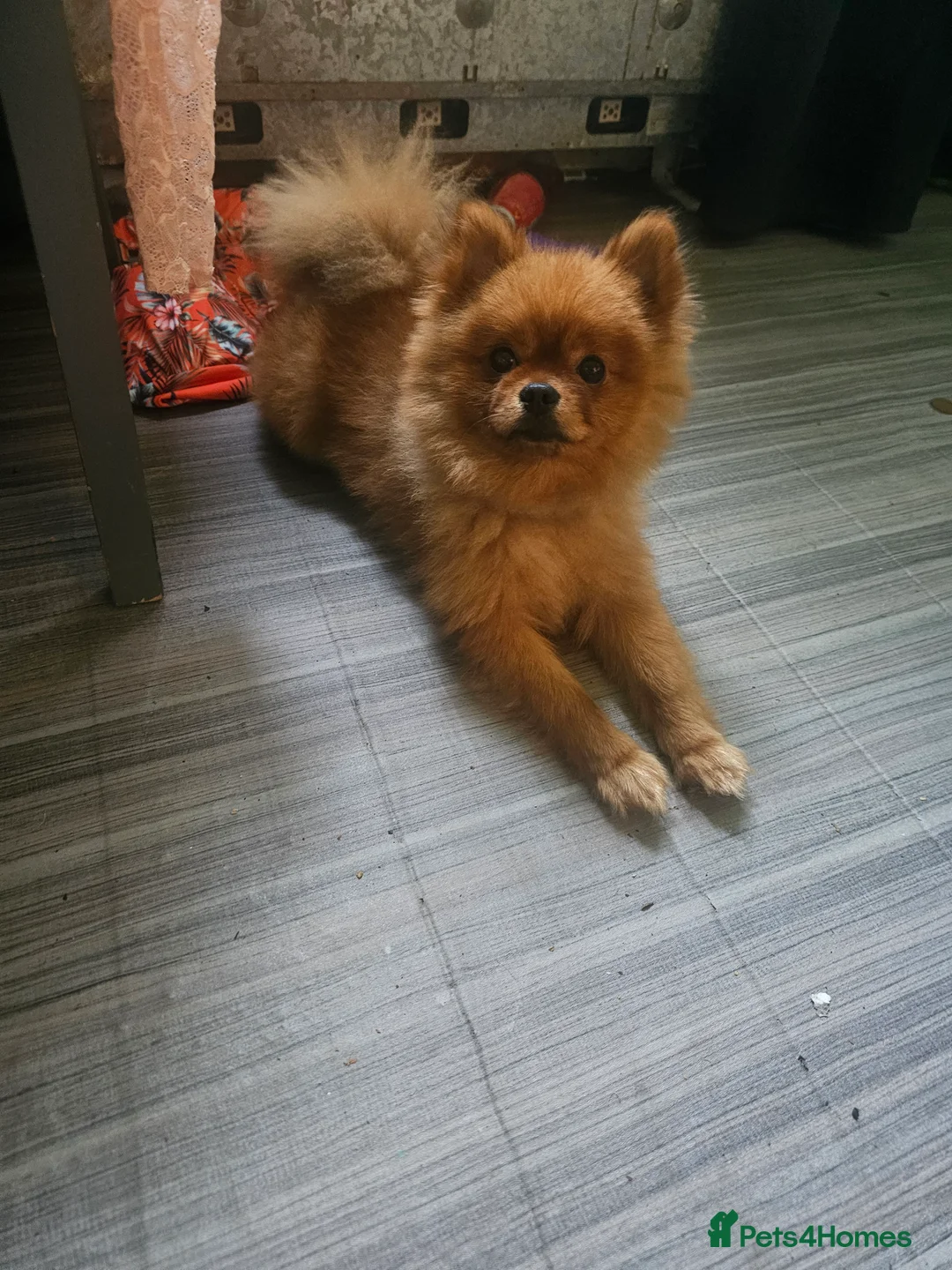Pomeranian dogs for sale: Teddy bear pom - Advert 2