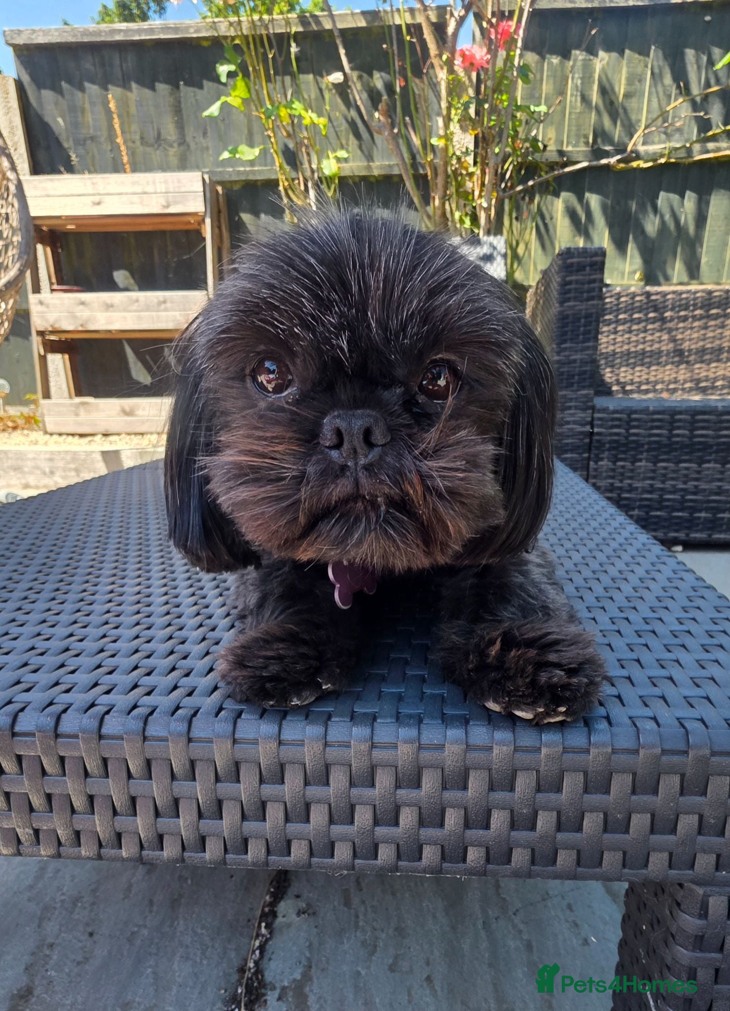 Shih Tzu dogs Beautiful female Shih Tzu 2 years old - Advert 7
