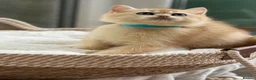 British Shorthair cats for sale: 💛Premium golden chinchilla bsh kittens 💛 - Advert 17