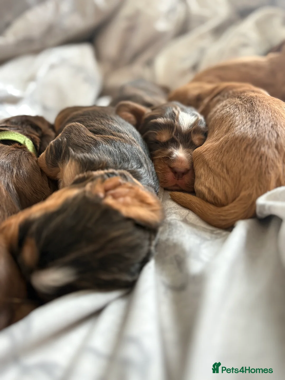 Cocker Spaniel dogs for sale: ✨Heath tested true to type KC show cockers✨ - Advert 9