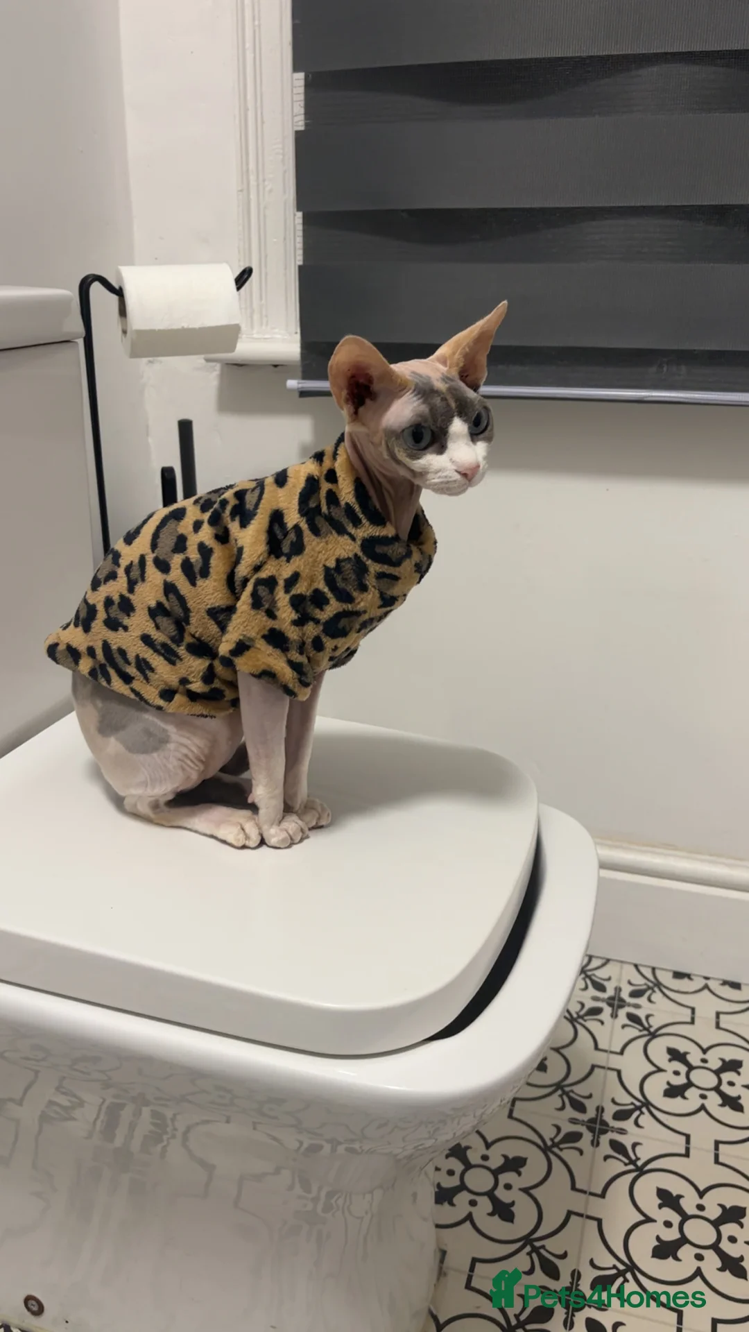 Sphynx cats for sale: Sphynx ready for sale  - Advert 3