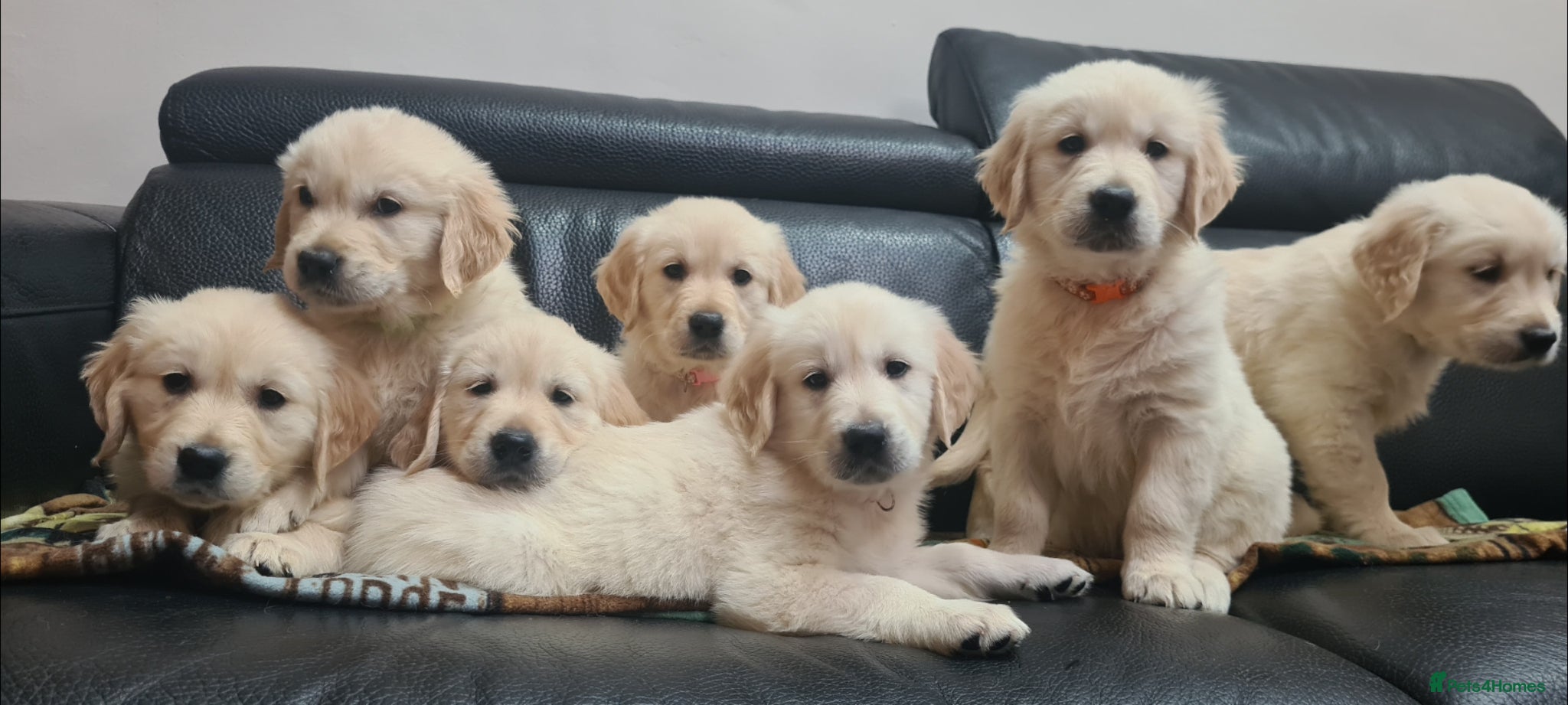 Golden Retriever dogs Beautiful Golden Retriever Puppies - Advert 9