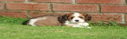Cavachon dogs for sale: Beautiful Cavachon puppies for sale - Advert 15